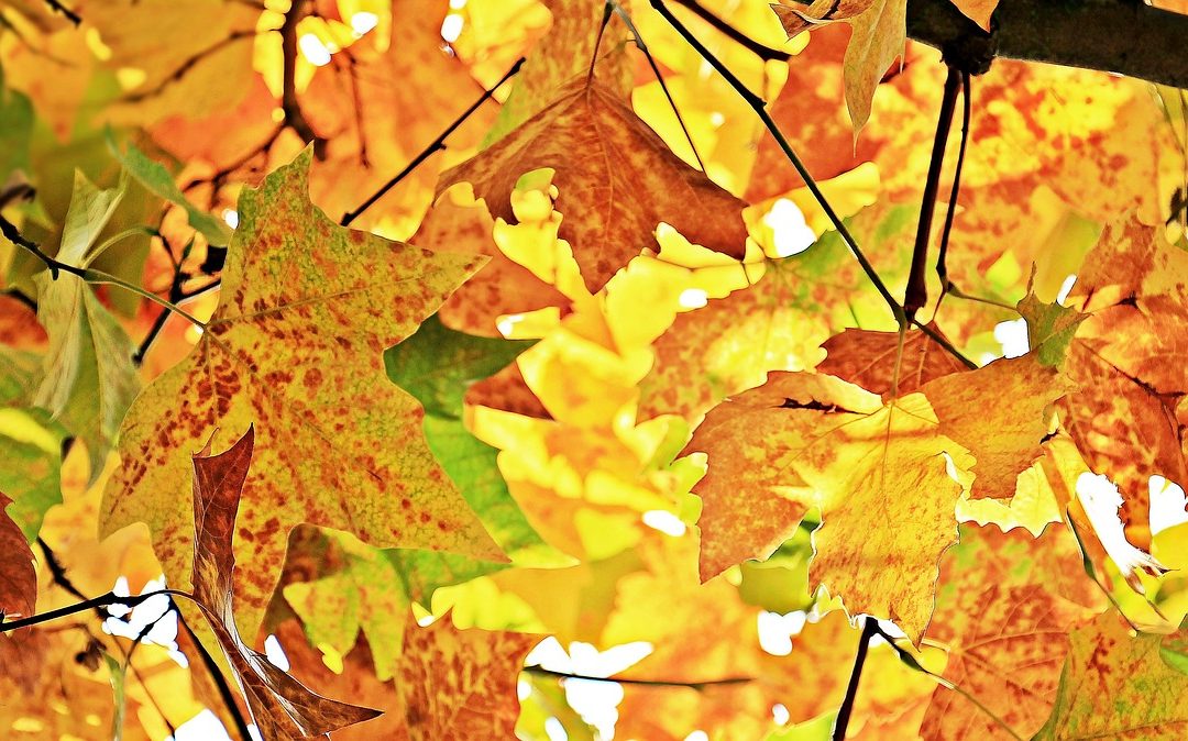 Fall 2019 Update From TN HIMSS President Eric Thrailkill